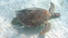 Whitefin Sharksucker Remora on a Green Sea turtle